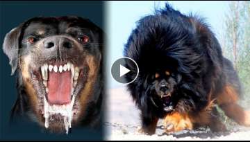 Top 11 most dangerous dogs in the world